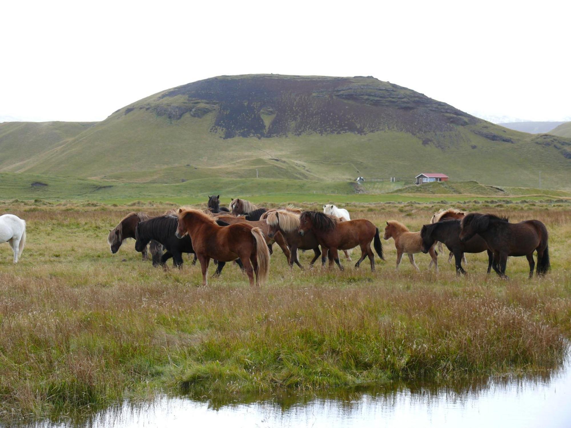 Guesthouse Vellir Vík Eksteriør billede